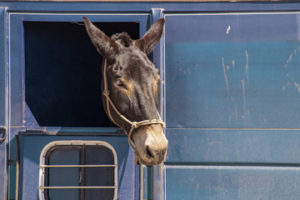 HOLD YOUR HORSES