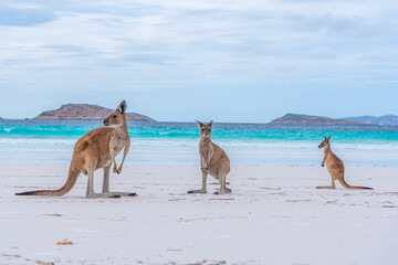 Austrailia