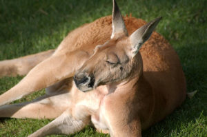 Australi