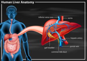 Abdominal Ultrasound Cheat Sheet For Student Sonographers