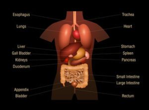 Abdominal Ultrasound Cheat Sheet For Student Sonographers