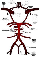 Abdominal Ultrasound Cheat Sheet For Student Sonographers